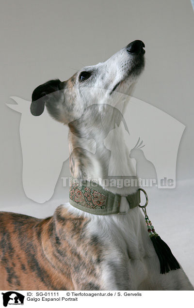 Galgo Espanol Portrait / Galgo Espanol Portrait / SG-01111