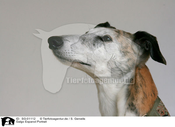 Galgo Espanol Portrait / Galgo Espanol Portrait / SG-01112