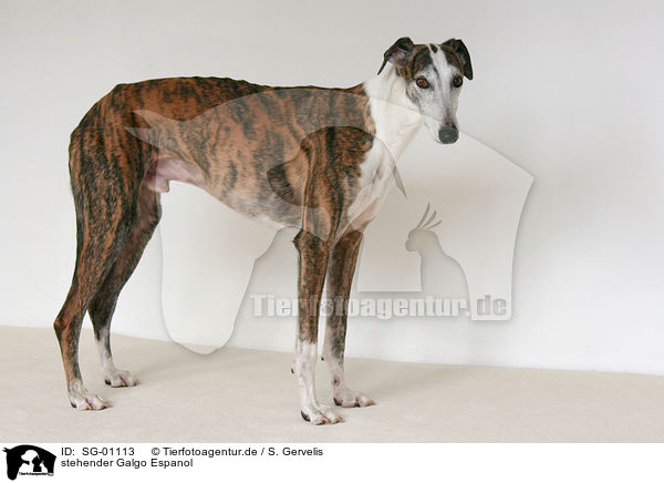 stehender Galgo Espanol / standing Galgo Espanol / SG-01113