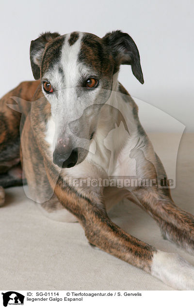 liegender Galgo Espanol / lying Galgo Espanol / SG-01114