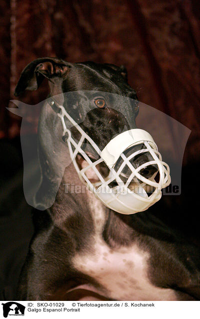 Galgo Espanol Portrait / Galgo Espanol Portrait / SKO-01029