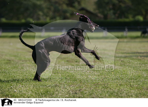 rennender Galgo Espanol / running Galgo Espanol / SKO-01030