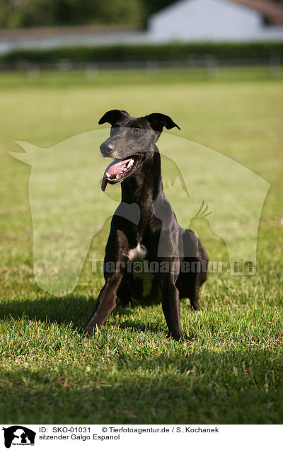 sitzender Galgo Espanol / sitting Galgo Espanol / SKO-01031