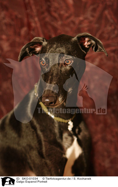 Galgo Espanol Portrait / Galgo Espanol Portrait / SKO-01034