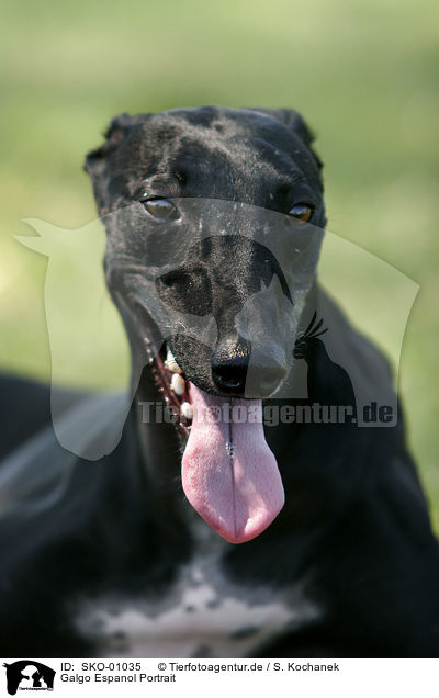 Galgo Espanol Portrait / Galgo Espanol Portrait / SKO-01035