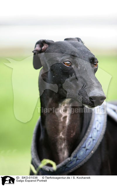 Galgo Espanol Portrait / Galgo Espanol Portrait / SKO-01036