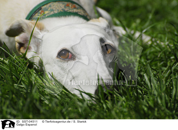 Galgo Espanol / Galgo Espanol / SST-04511