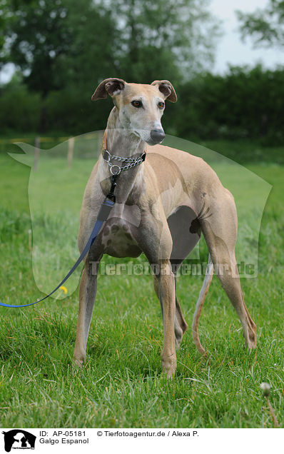 Galgo Espanol / Galgo Espanol / AP-05181