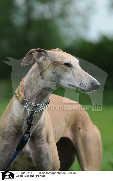 Galgo Espanol Portrait / Galgo Espanol Portrait / AP-05182