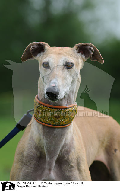 Galgo Espanol Portrait / Galgo Espanol Portrait / AP-05184