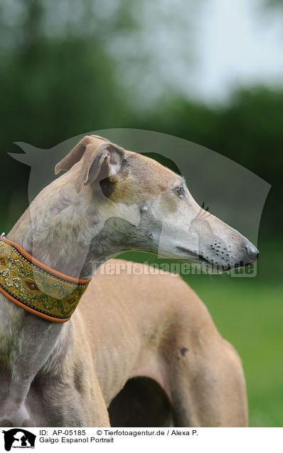 Galgo Espanol Portrait / AP-05185