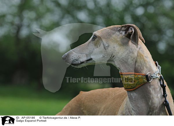 Galgo Espanol Portrait / Galgo Espanol Portrait / AP-05186