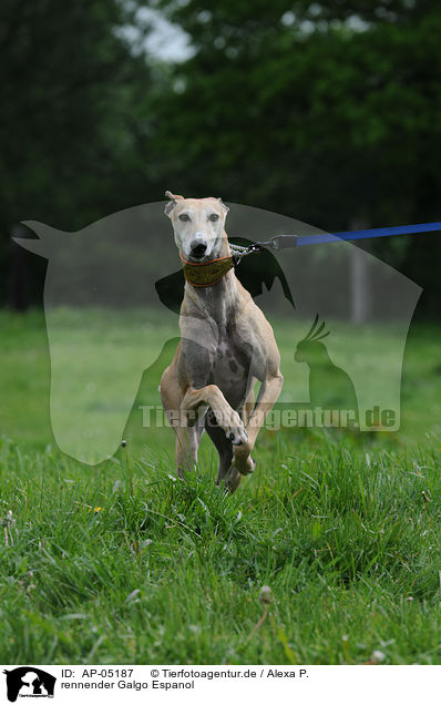 rennender Galgo Espanol / running Galgo Espanol / AP-05187