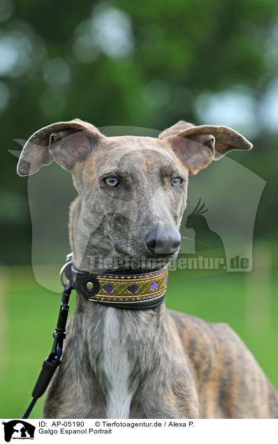 Galgo Espanol Portrait / Galgo Espanol Portrait / AP-05190