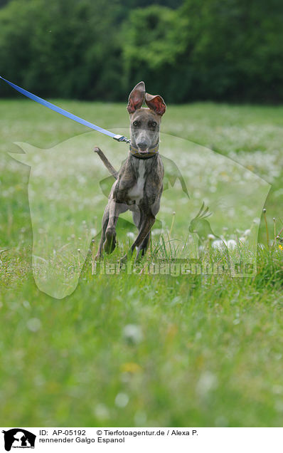 rennender Galgo Espanol / running Galgo Espanol / AP-05192