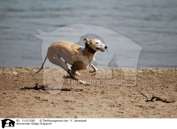 rennender Galgo Espanol / running Galgo Espanol / YJ-01280