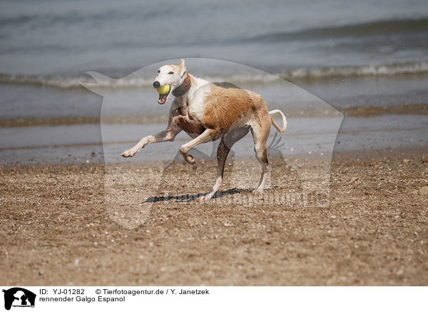 rennender Galgo Espanol / running Galgo Espanol / YJ-01282