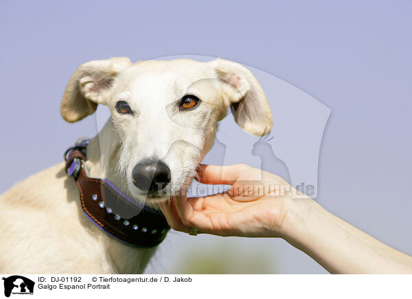 Galgo Espanol Portrait / DJ-01192