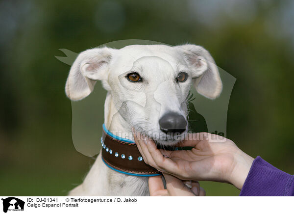 Galgo Espanol Portrait / DJ-01341