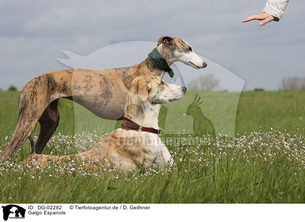Galgo Espanols / DG-02282