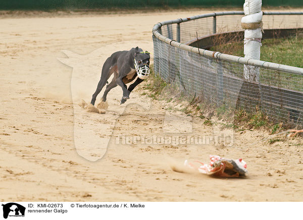 rennender Galgo / KMI-02673