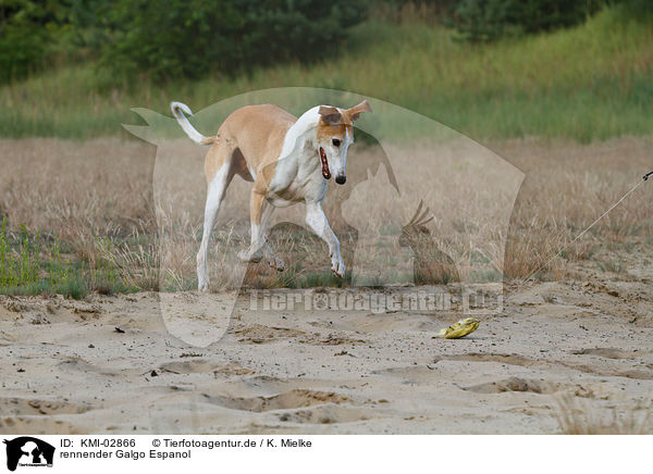 rennender Galgo Espanol / running Galgo Espanol / KMI-02866