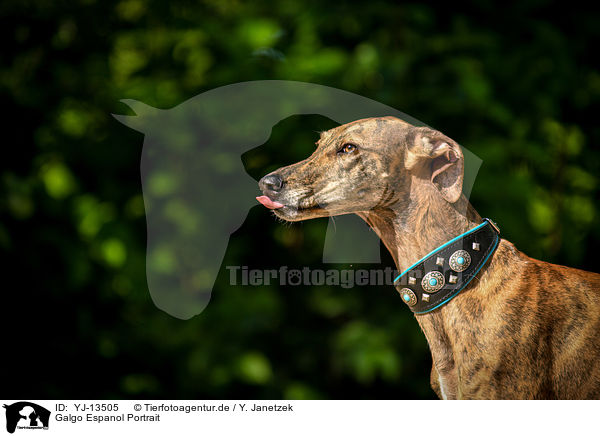 Galgo Espanol Portrait / Galgo Espanol Portrait / YJ-13505