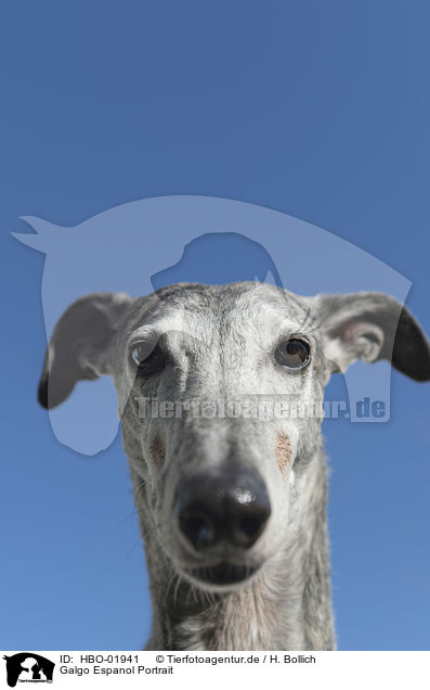 Galgo Espanol Portrait / HBO-01941