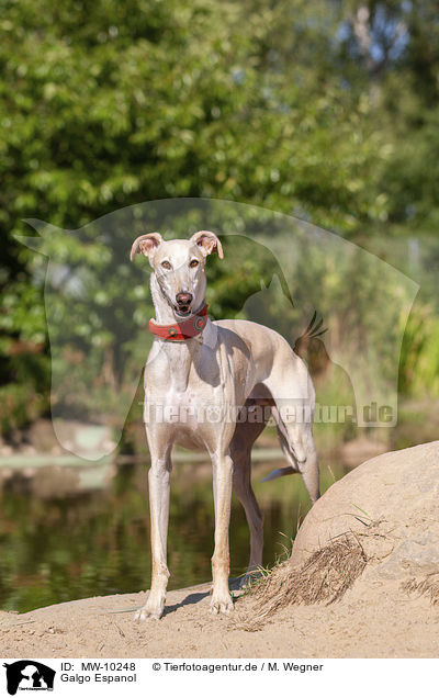 Galgo Espanol / Galgo Espanol / MW-10248