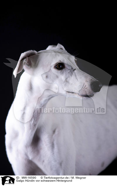 Galgo H�ndin vor schwarzem Hintergrund / female Galgo in front of black background / MW-16590