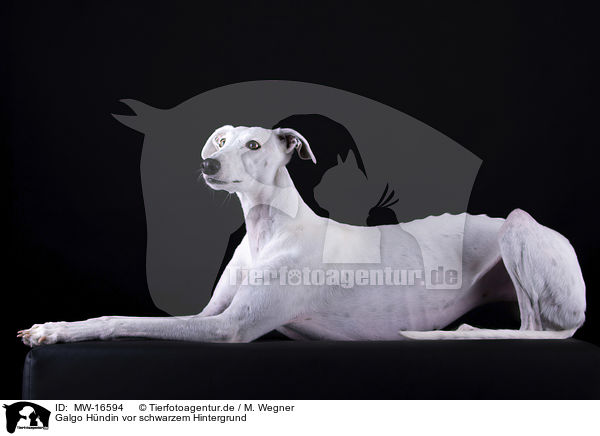Galgo H�ndin vor schwarzem Hintergrund / female Galgo in front of black background / MW-16594