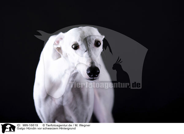 Galgo Hndin vor schwarzem Hintergrund / female Galgo in front of black background / MW-16619