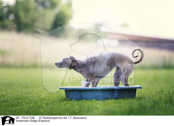 badender Galgo Espanol / bathing Galgo Espanol / TS-01186