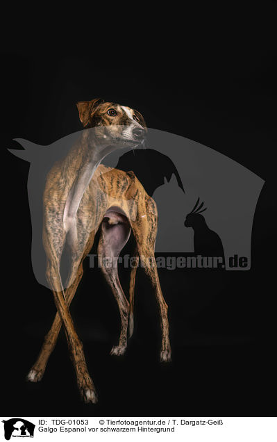 Galgo Espanol vor schwarzem Hintergrund / TDG-01053