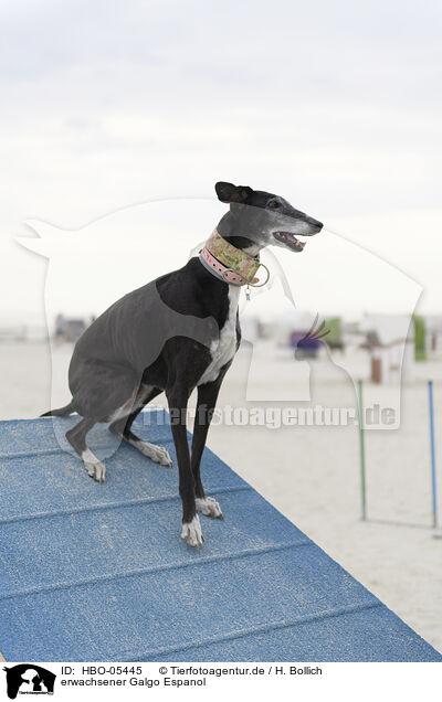 erwachsener Galgo Espanol / HBO-05445