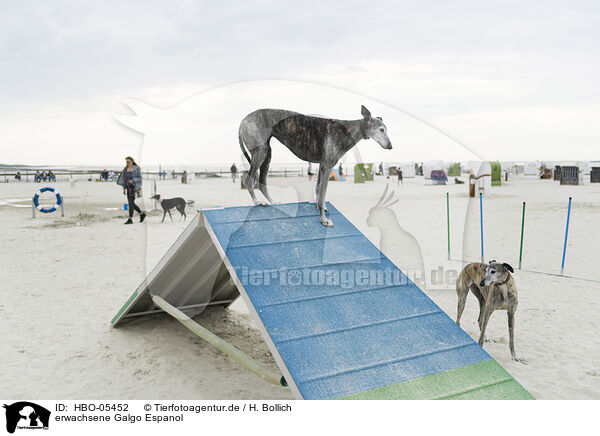 erwachsene Galgo Espanol / HBO-05452