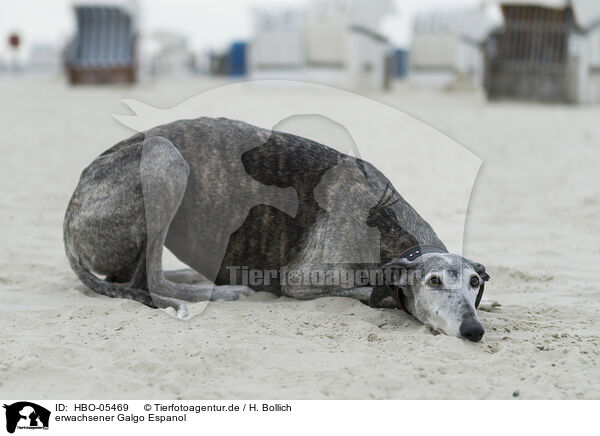 erwachsener Galgo Espanol / adult Galgo Espanol / HBO-05469