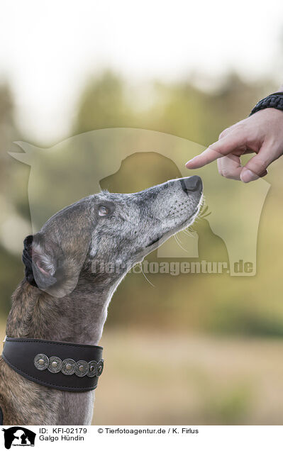 Galgo Hndin / female Galgo / KFI-02179