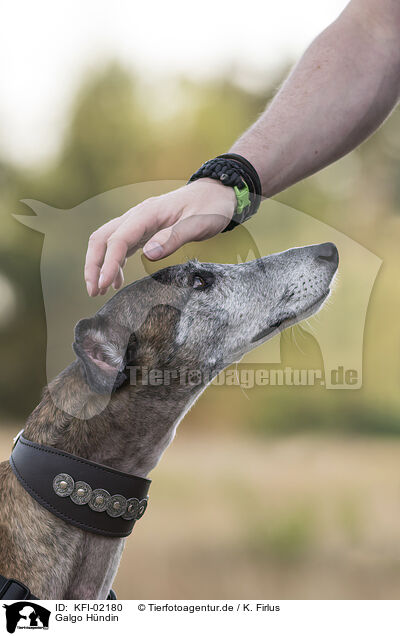 Galgo Hndin / female Galgo / KFI-02180