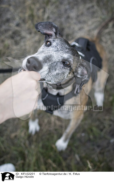 Galgo Hndin / female Galgo / KFI-02201