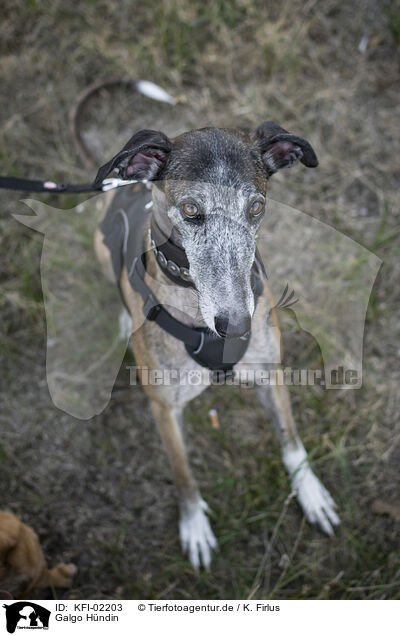 Galgo Hndin / female Galgo / KFI-02203