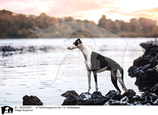 Galgo Espanol / DH-03091
