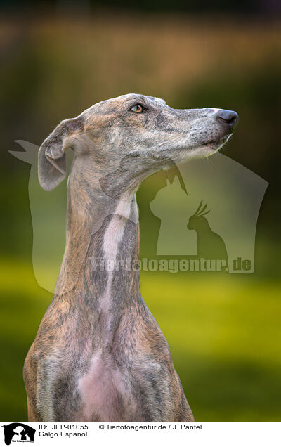 Galgo Espanol / Galgo Espanol / JEP-01055