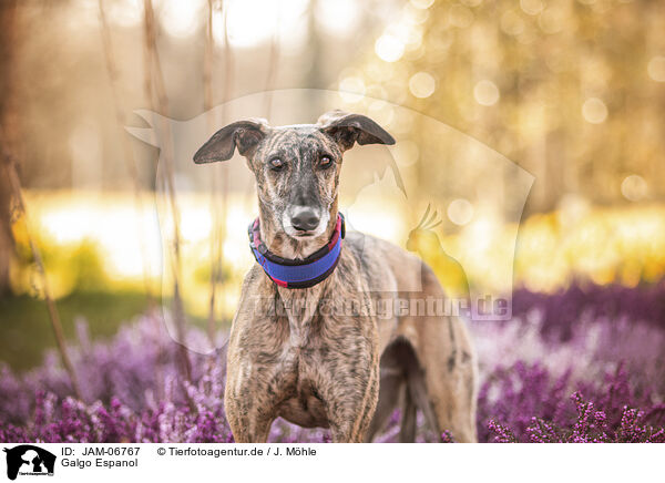 Galgo Espanol / Galgo Espanol / JAM-06767