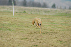 Galgo Espanol