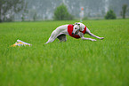 Galgo Espanol