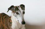 Galgo Espanol Portrait