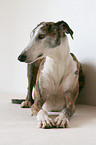 liegender Galgo Espanol