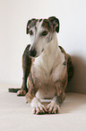 liegender Galgo Espanol