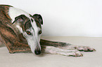 liegender Galgo Espanol